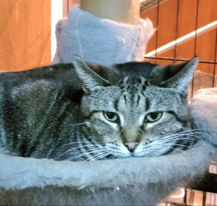 Photo of Amber