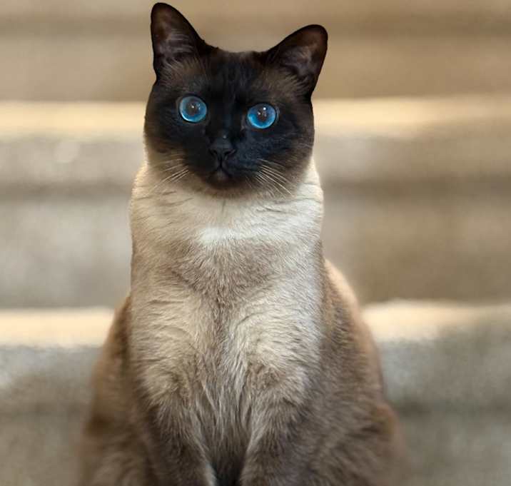 Photo of Mocha