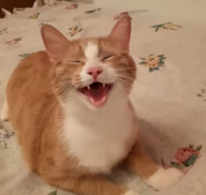 Photo of Simba