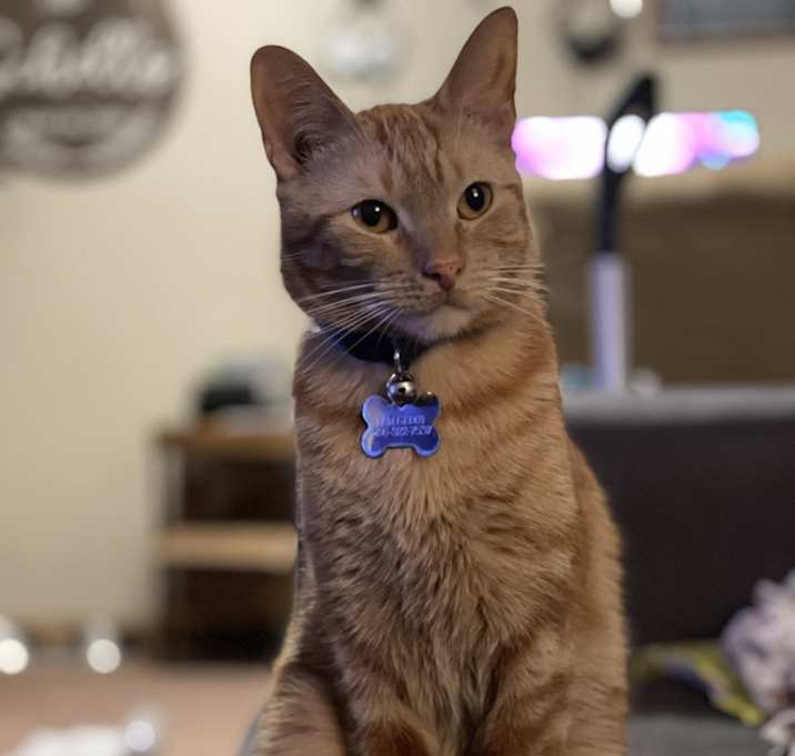 Photo of Groot