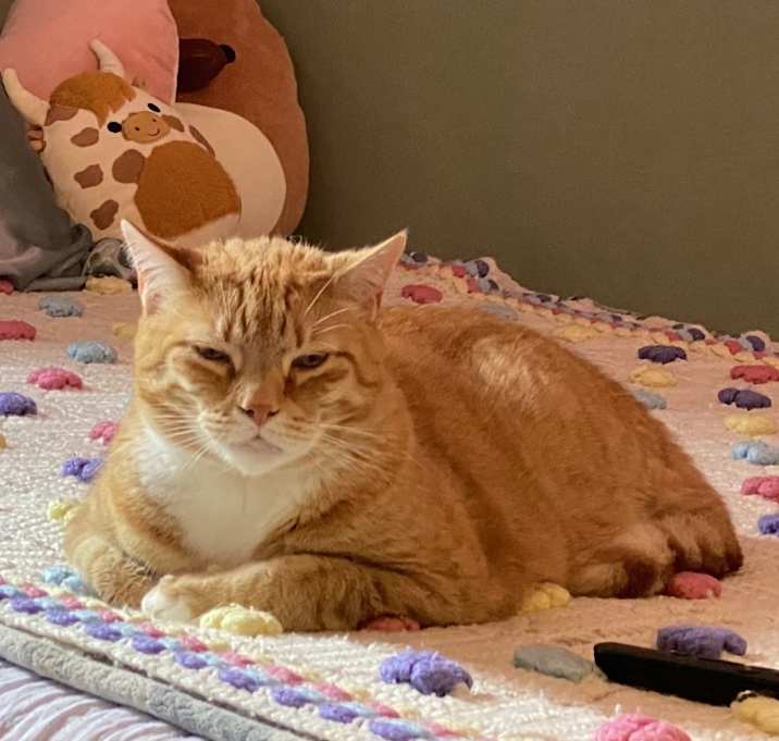 Photo of Milo