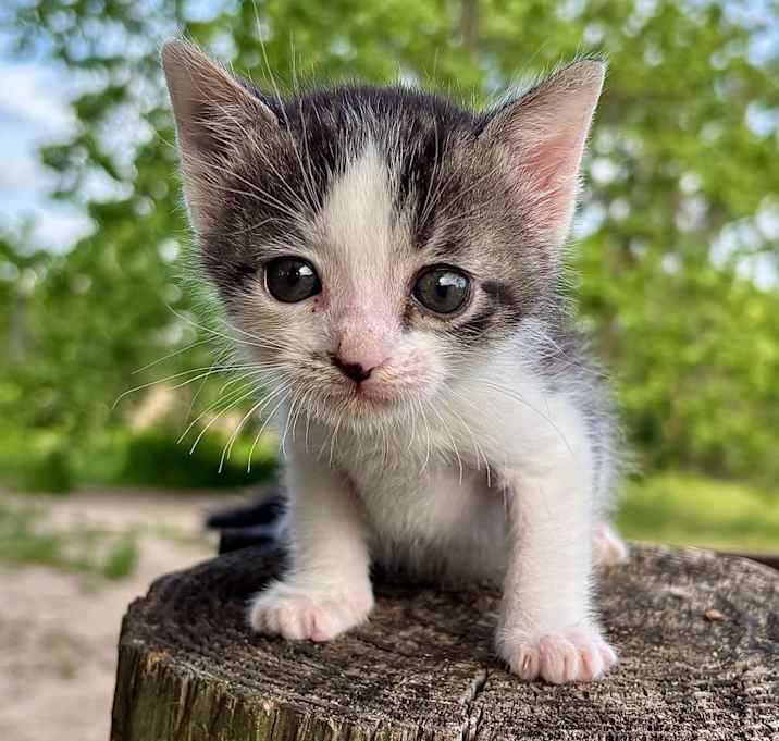 Photo of Linus