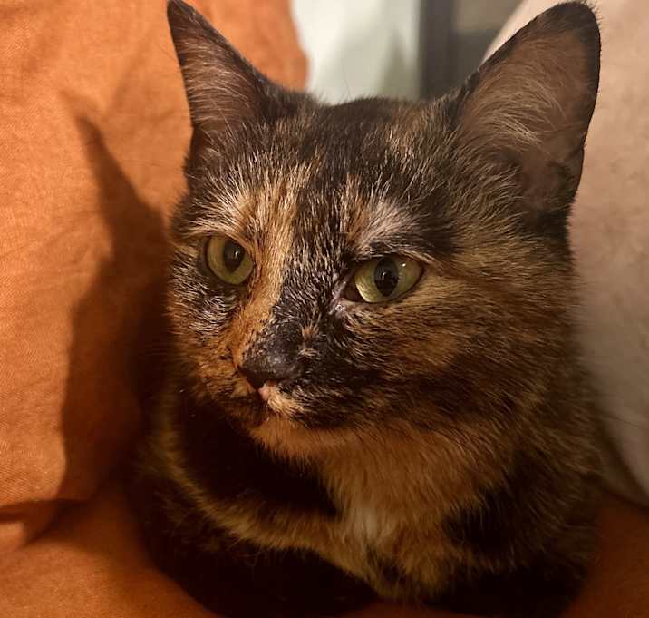 Photo of Pixie
