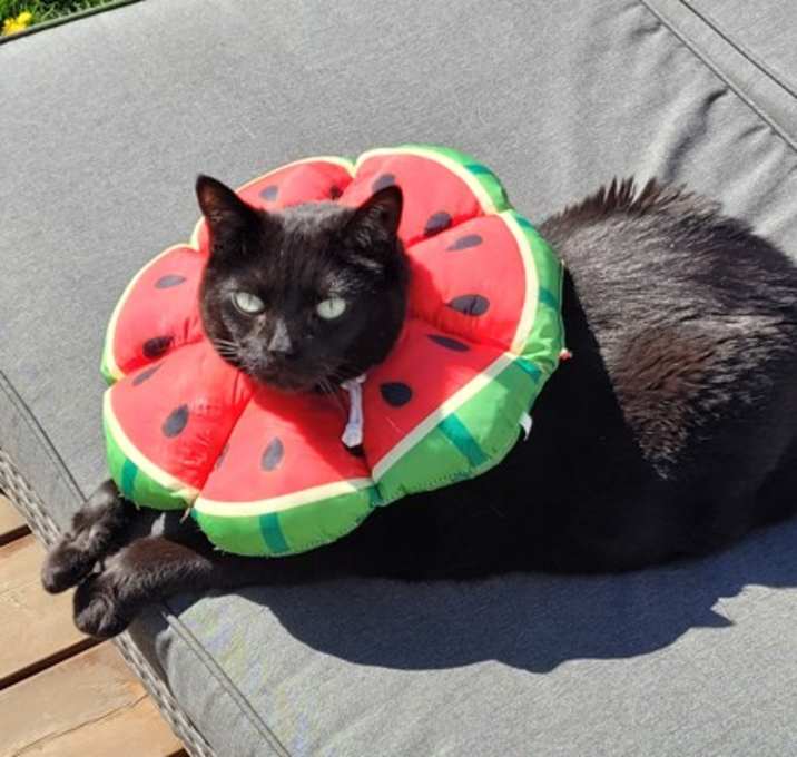 Photo of Raven