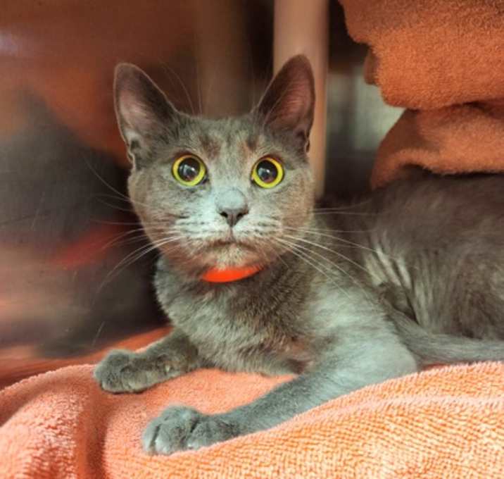 Photo of Indigo