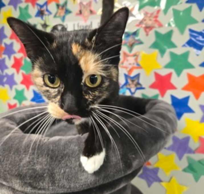 Photo of Lily