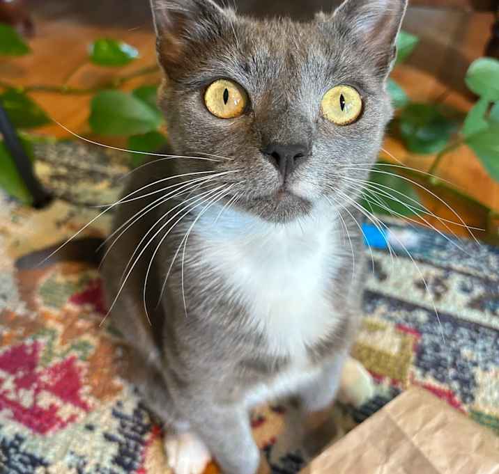 Photo of Meow Mix