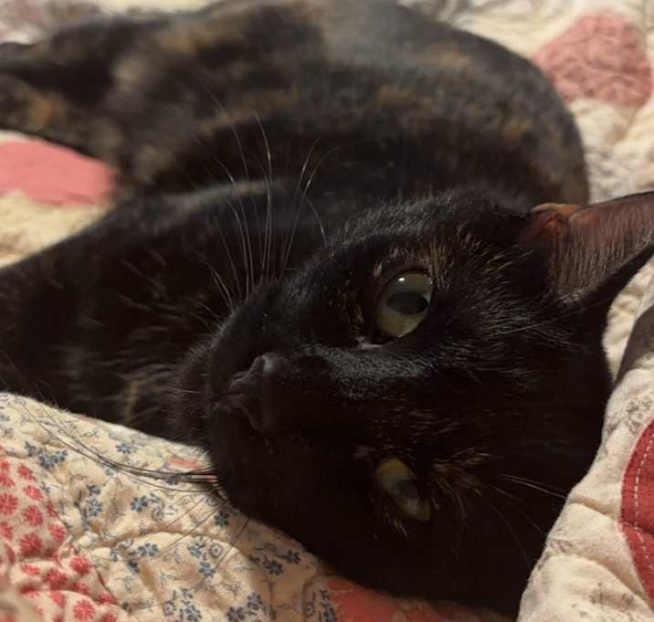 Photo of Stella