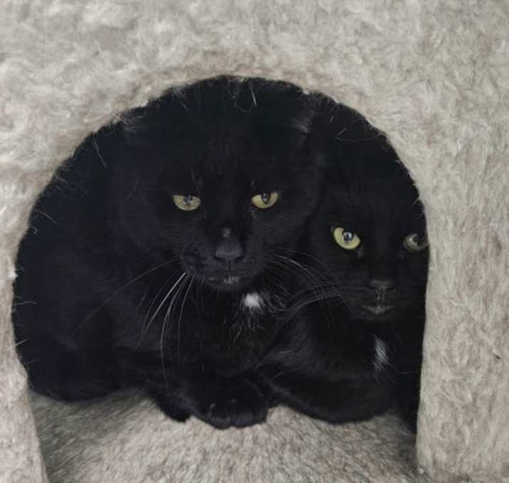 Photo of Tammy (bonded pair with Troy)