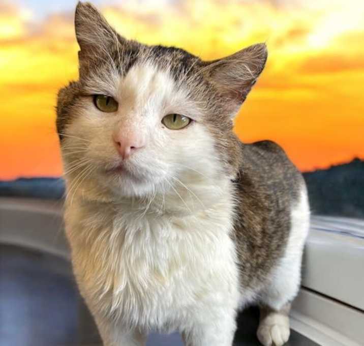 Photo of Buddy