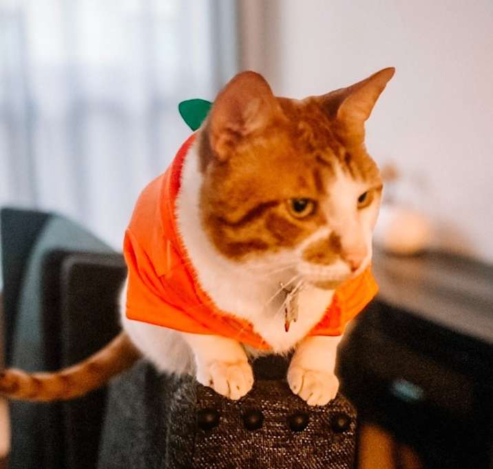 Photo of Detective Mittens