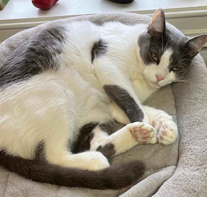 Photo of Cotton