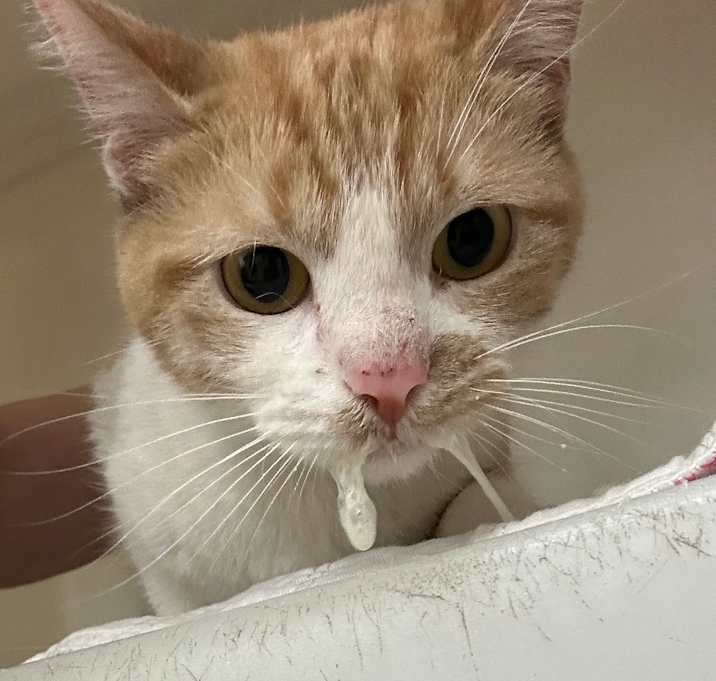 Photo of Biscuit