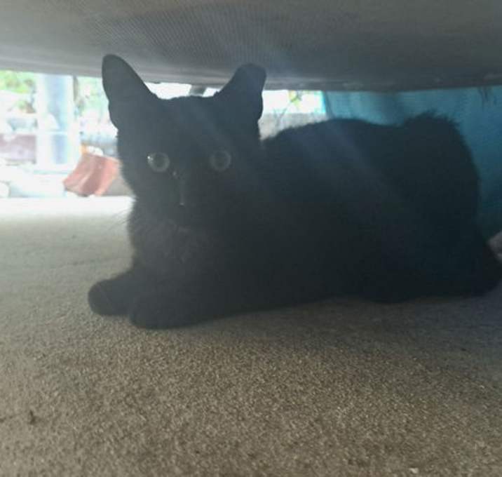 Photo of Pepper