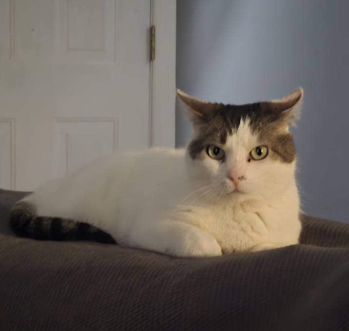 Photo of Snowflake