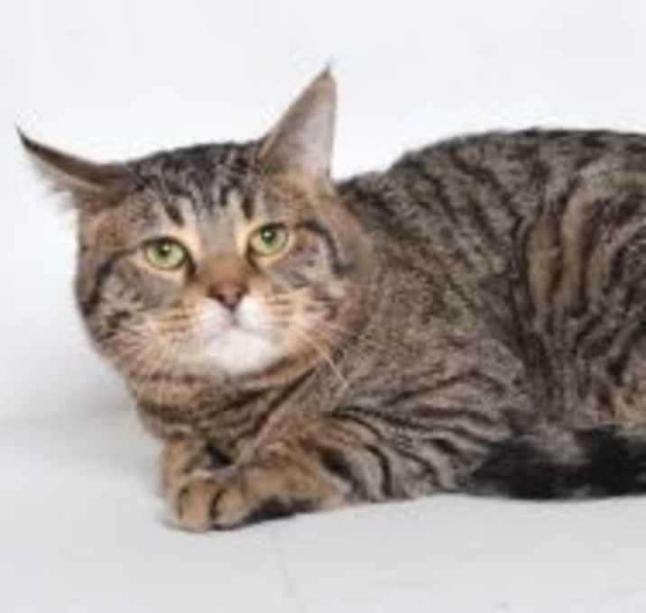 Photo of Jet