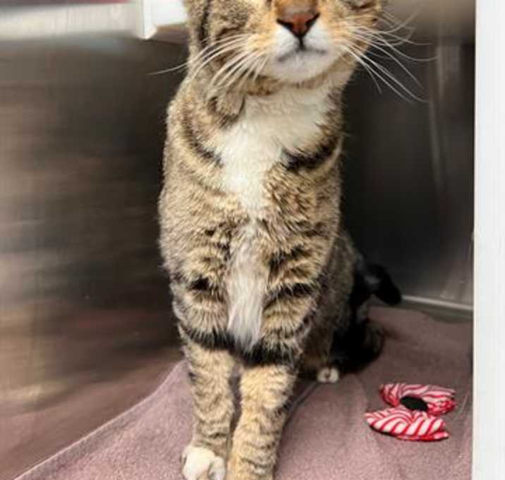 Photo of MOWGLI