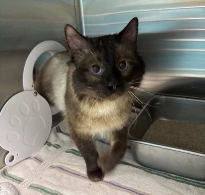 Photo of Firecracker