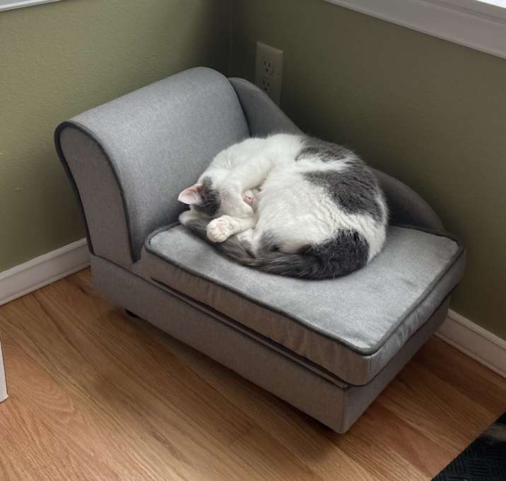Photo of Other Kitty