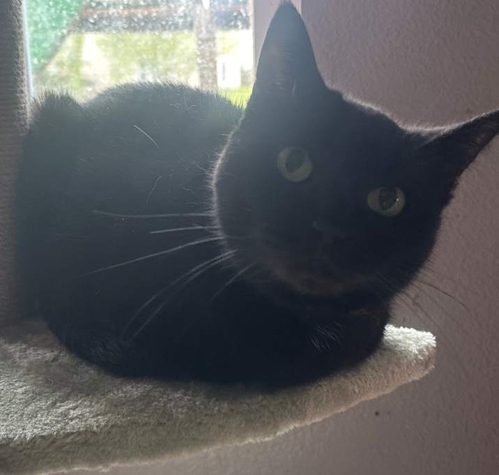Photo of Black Pearl