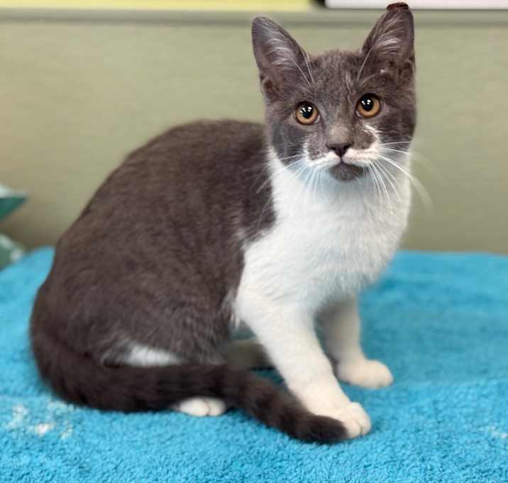 Photo of TUX