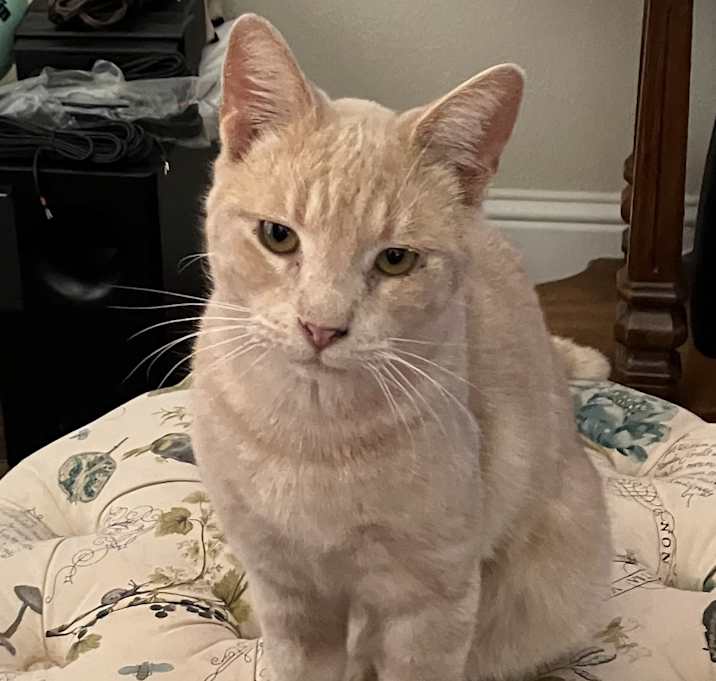 Photo of Georgie