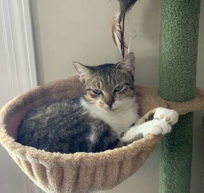 Photo of Alani @Nine Lives Cat Cafe