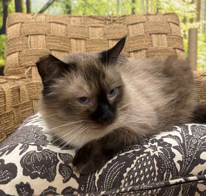 Photo of BonBon