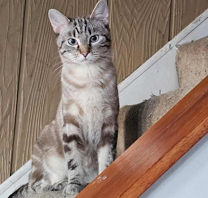 Photo of SCOUT