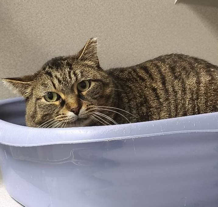 Photo of Catzilla