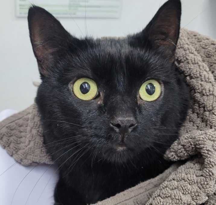 Photo of Jellybean