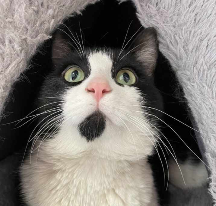 Photo of Max