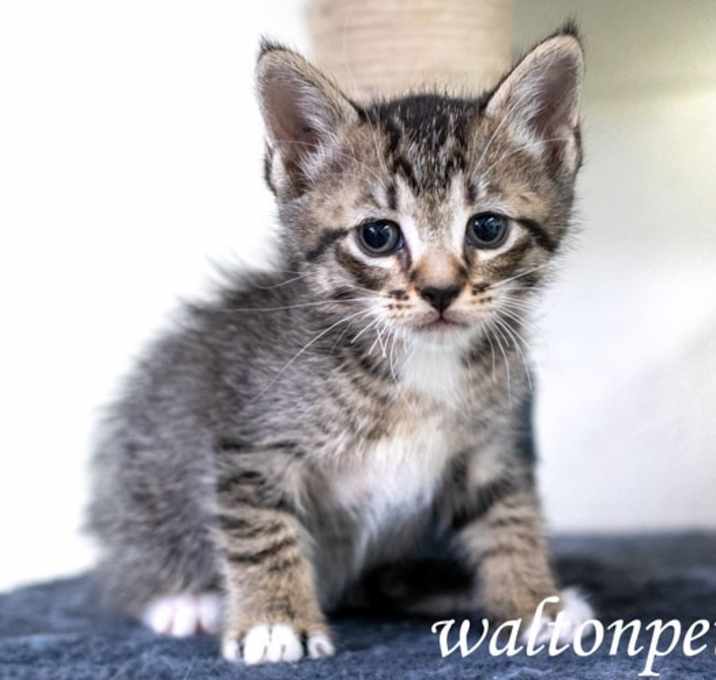 Photo of Tuffel #19063