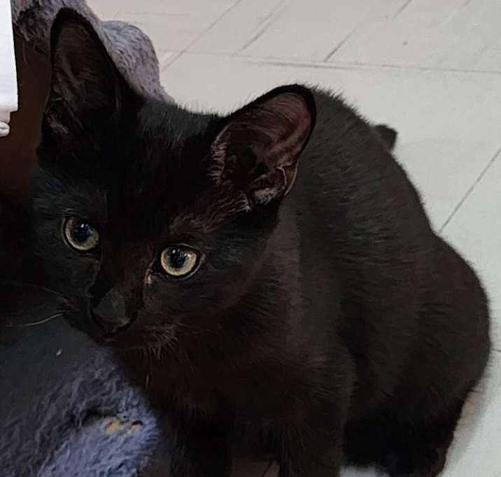 Photo of Smudge