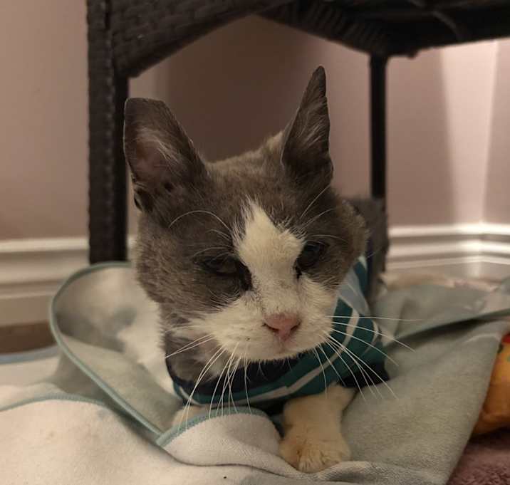 Photo of Fudge