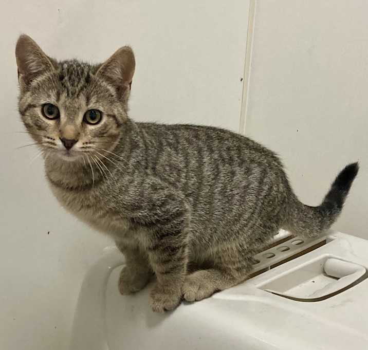 Photo of GOOSE