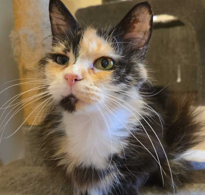 Photo of Clover