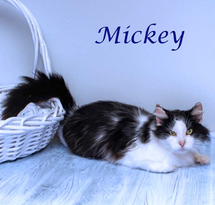 Photo of Mickey C25-135
