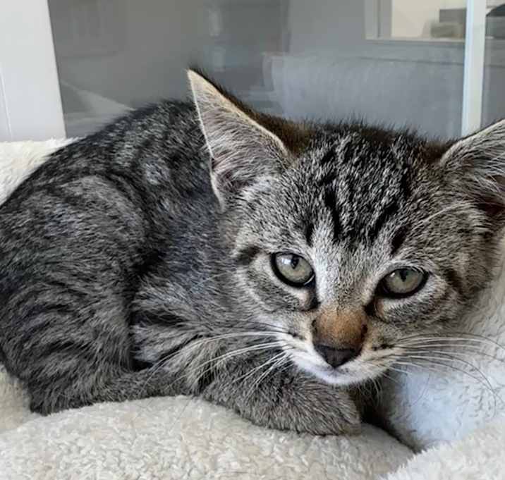 Photo of Tiger Lily