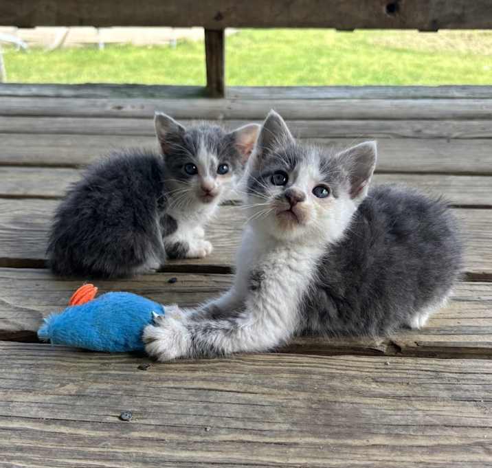 Photo of Female Baby Kittens