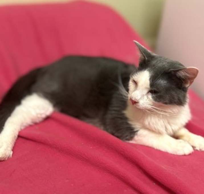 Photo of Captain Jack Sparrow - adoption pending