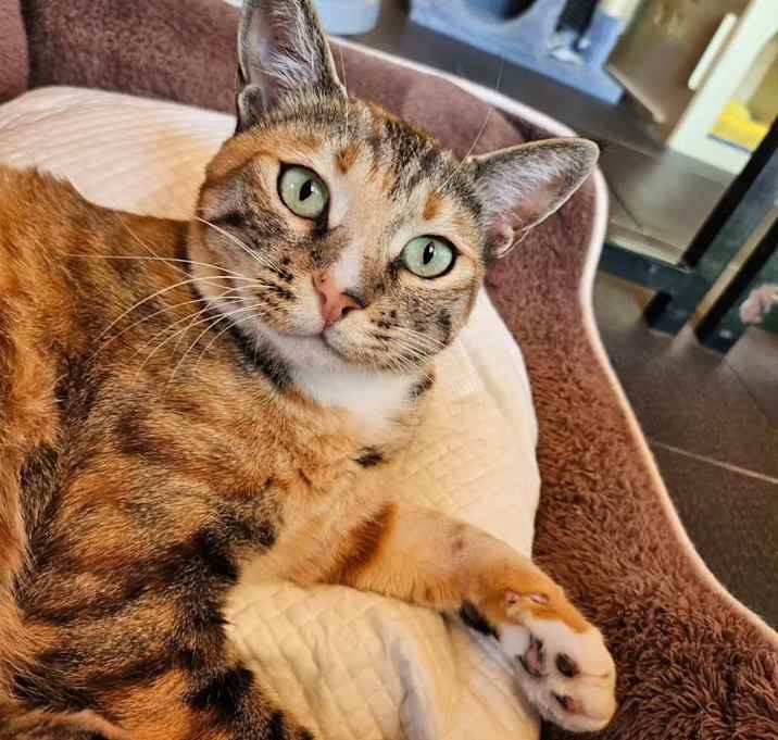 Photo of Buttercup