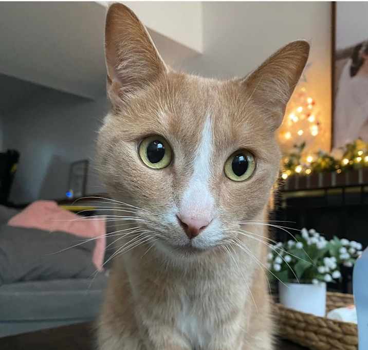 Photo of Chip