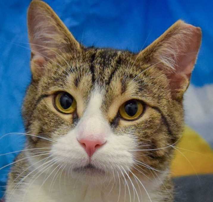 Photo of Picadrus