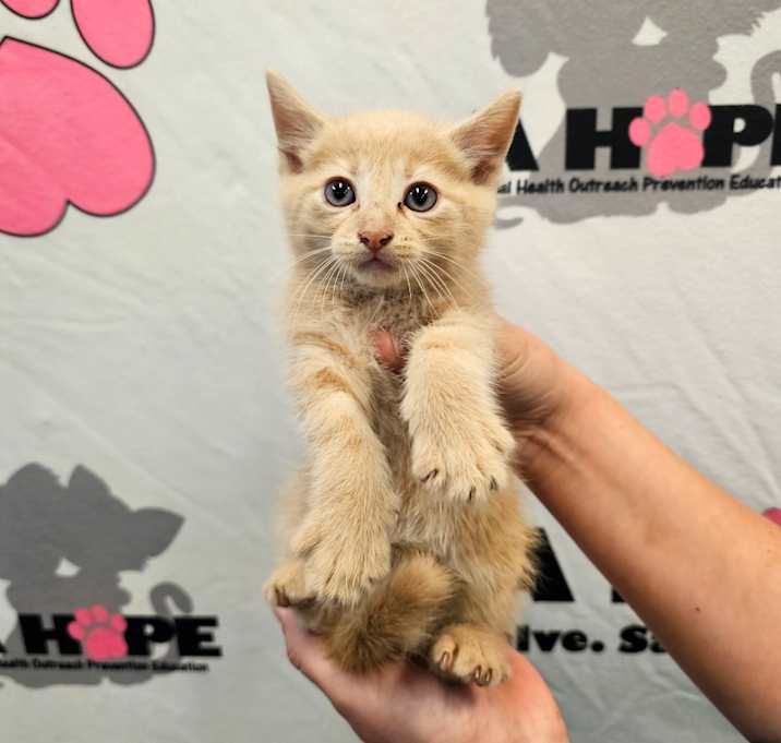 Photo of Oliver