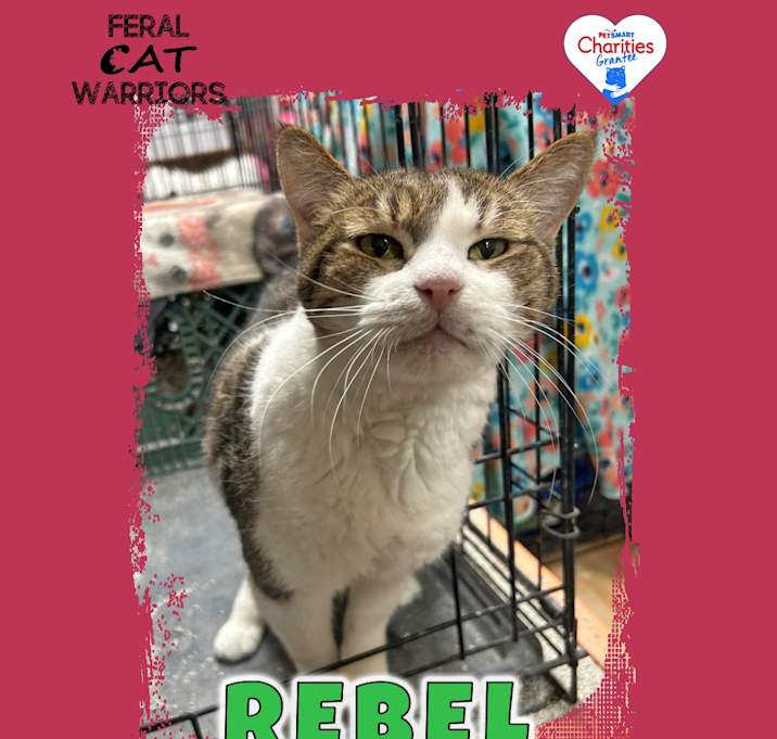Photo of Rebel