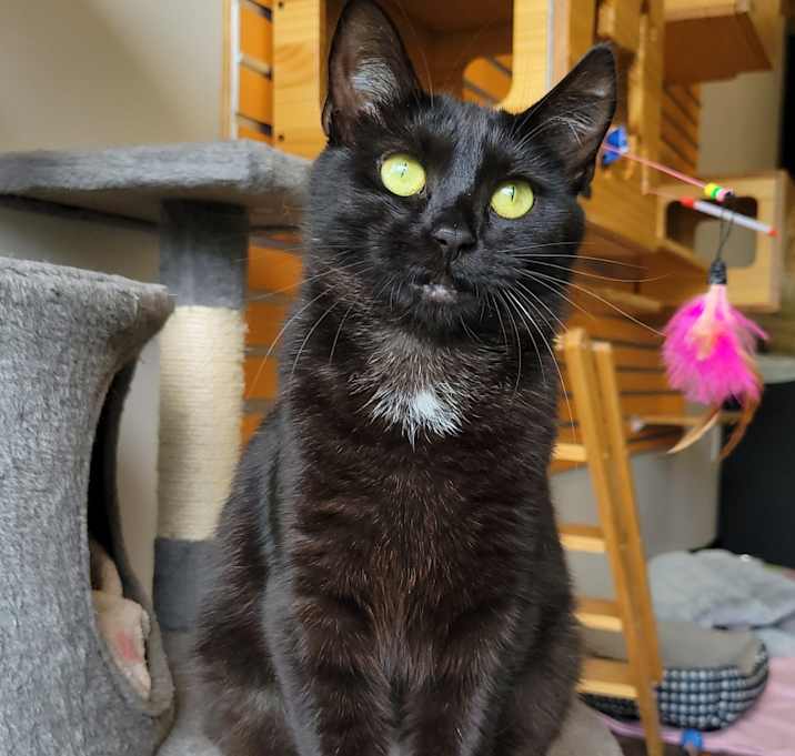 Photo of Spruce