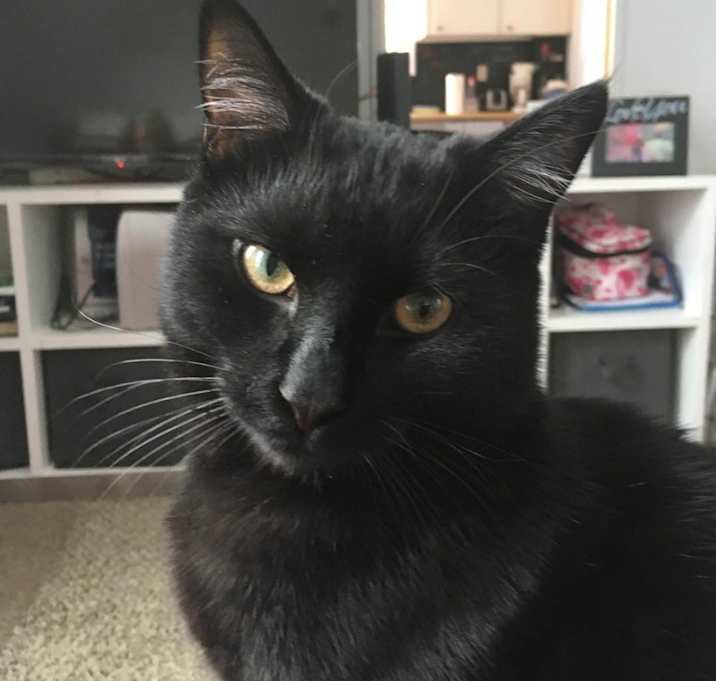Photo of Milo