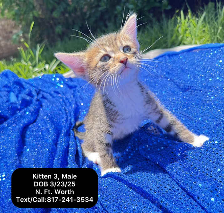 Photo of Kitten 3