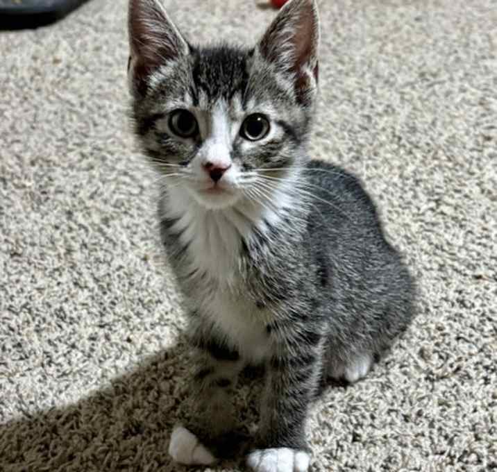 Photo of Foggy